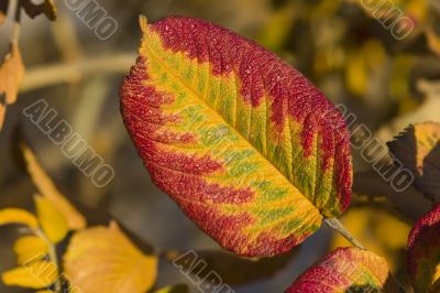 Leaf of a dog-rose