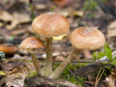 honey fungus