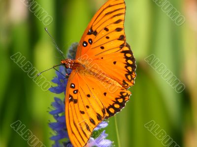 Gulf Fritillary