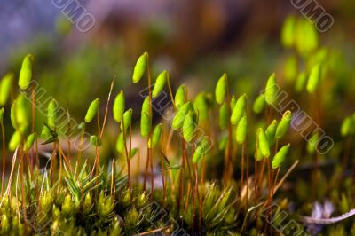 Polytrichum commune close up