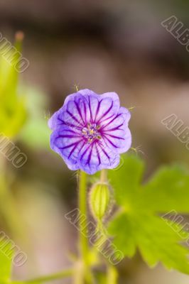Geranium pyrenaicum