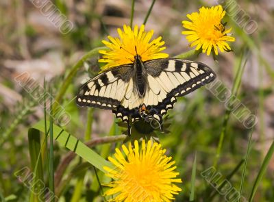 The butterfly on a dandelion