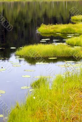 Coast of lake in summer
