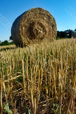 Hay field