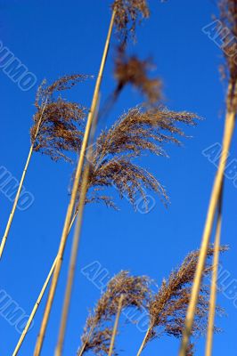 Stems in the wind