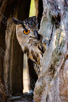 eagle-owl