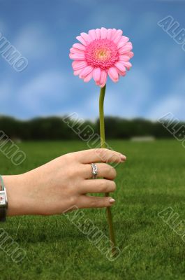 daisy flower in pink