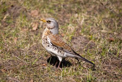 Fieldfare