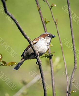Sparrow on a green spring background