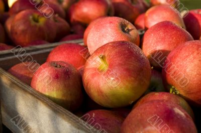 Red apple Red apple