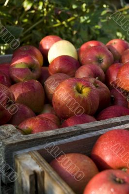 Red apple Red apple