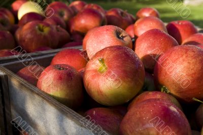 Red apple Red apple