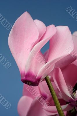 pink Cyclame pink Cyclame