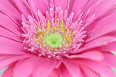 pink Gerbera