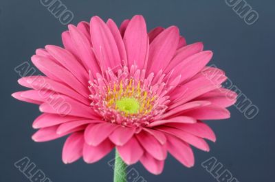 pink Gerbera