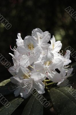 Rhododendron