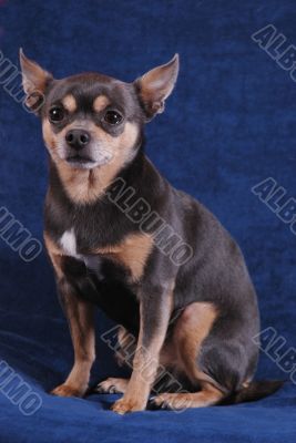 Chihuahua on blue Chihuahua on blue