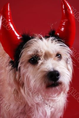 Devilish dog