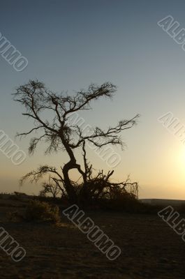 Desert landscape