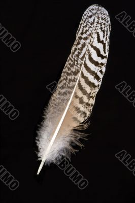 Feather