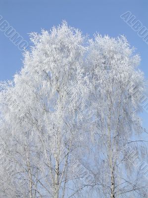Trees in the hoarfrost Trees in the hoarfrost