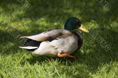 Duck in a grass close-up