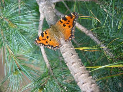 Butterfly among conifer needles