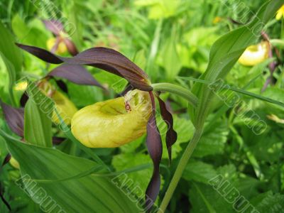 Alpine lady-slipper