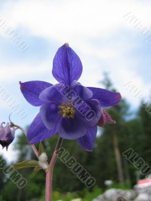 Alpine bellflower