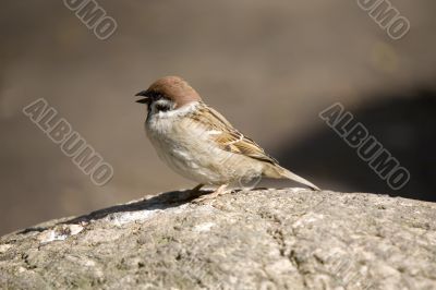 Passer montanus on a stone