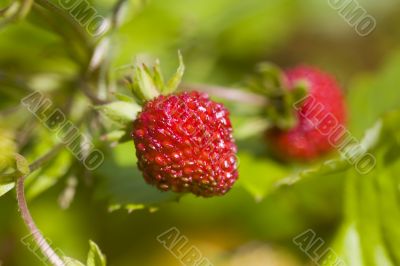 Wild strawberry in sunny day