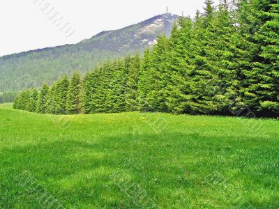 Row of decreasing fir-trees