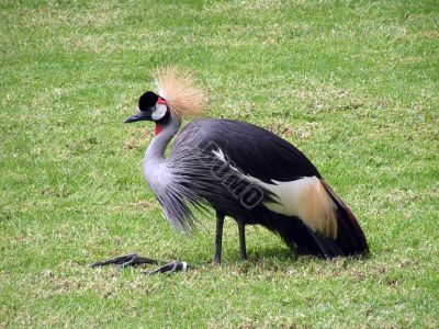 Gray Crown-Bearing Crane Gray Crown-Bearing Crane