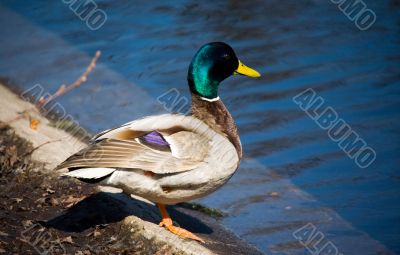 Duck on coast