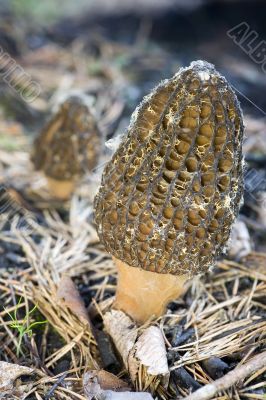 Morel