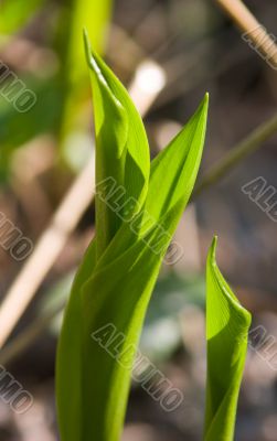 Leaf of a lily of the valley