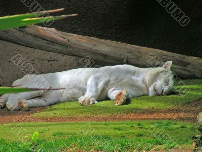 Sleeping tiger Sleeping tiger