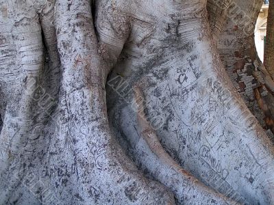 Scars of big tree