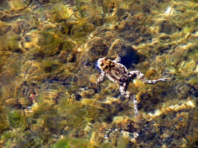 Swimming frog Swimming frog