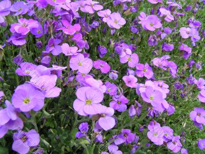 Forget-me-nots Forget-me-nots