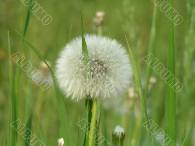 Mature dandelion Mature dandelion