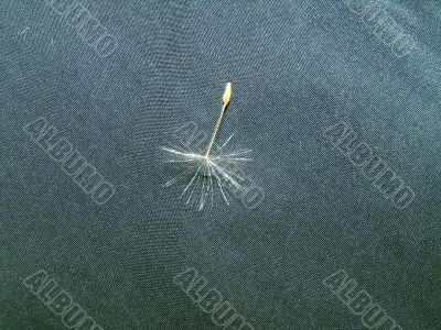 Solitary dandelion hemicarp