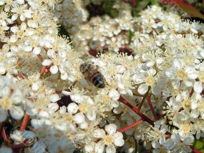 Bee among white flowers Bee among white flowers