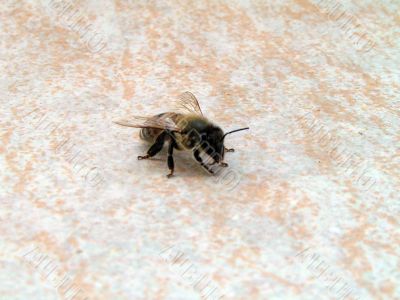 Solitary bee Solitary bee