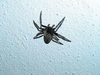 Small spider at home Small spider at home
