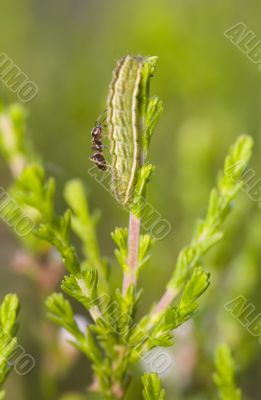 Ant on a caterpillar