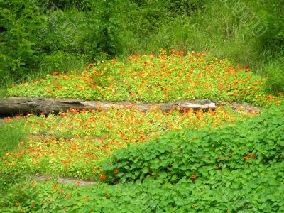 Log among flowers oif nasturtium