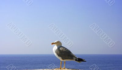 Seagull 2 Seagull 2