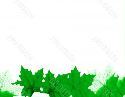 Green Leaves Design