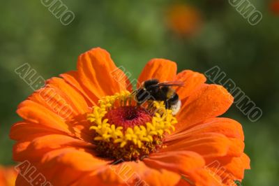 Bee on a flower